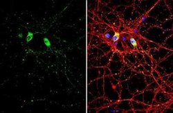 SMCR8 Antibody, Novus Biologicals 100 &mu;g; Unconjugated:Antibodies, Polyclonal