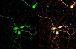 SMCR8 Antibody, Novus Biologicals 100 &mu;g; Unconjugated:Antibodies, Polyclonal