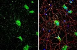 SMCR8 Antibody, Novus Biologicals 100 &mu;g; Unconjugated:Antibodies, Polyclonal
