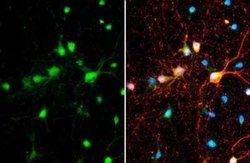 SMCR8 Antibody, Novus Biologicals 100 &mu;g; Unconjugated:Antibodies, Polyclonal