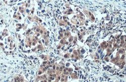 SMCR8 Antibody, Novus Biologicals 100 &mu;g; Unconjugated:Antibodies, Polyclonal