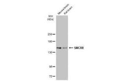 SMCR8 Antibody, Novus Biologicals 100 &mu;g; Unconjugated:Antibodies, Polyclonal