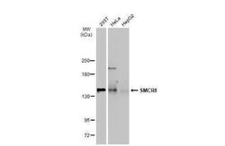 SMCR8 Antibody, Novus Biologicals 100 &mu;g; Unconjugated:Antibodies, Polyclonal