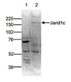 SMCX Rabbit anti-Human, Mouse, Polyclonal, Novus Biologicals 25 &mu;g;