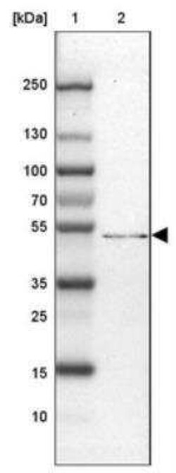 SMG9 Antibody, Novus Biologicals 25 &mu;L | Buy Online | Novus Biologicals | Fisher Scientific