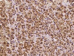 SMIM4 Antibody, Novus Biologicals 100 &mu;g, Unconjugated:Antibodies, Polyclonal