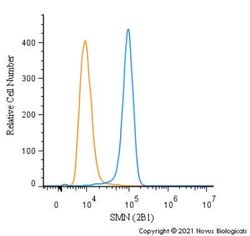 SMN Antibody (2B1) - Azide and BSA Free, Novus Biologicals 0.1 mL | Buy Online | Novus Biologicals | Fisher Scientific