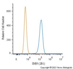 SMN Antibody (2B1) - Azide and BSA Free, Novus Biologicals 0.1 mL | Buy Online | Novus Biologicals | Fisher Scientific