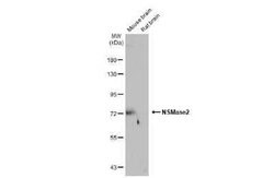 SMPD3/NSMase2 Antibody, Novus Biologicals 100 &mu;g | Buy Online | Novus Biologicals | Fisher Scientific