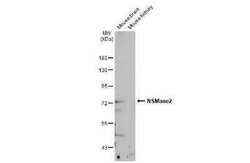 SMPD3/NSMase2 Antibody, Novus Biologicals 100 &mu;g | Buy Online | Novus Biologicals | Fisher Scientific