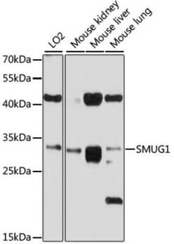 SMUG1 Antibody - BSA Free, Novus Biologicals 0.02 mL, Unconjugated:Antibodies,