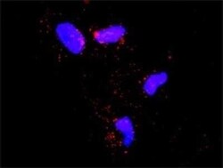 SMURF1 Antibody, Novus Biologicals 0.1 mg | Buy Online | Novus Biologicals | Fisher Scientific