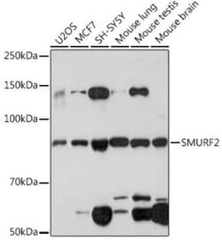SMURF2 Rabbit anti-Human, Mouse, Clone: 8O7F0, Novus Biologicals 100 &mu;g;