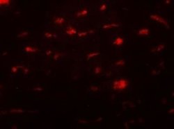 SMURF2 Antibody - BSA Free, Novus Biologicals 0.1 mg | Buy Online | Novus Biologicals | Fisher Scientific