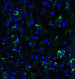 SMURF2 Antibody - BSA Free, Novus Biologicals 0.1 mg | Buy Online | Novus Biologicals | Fisher Scientific