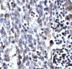 SMURF2 Antibody - BSA Free, Novus Biologicals 0.1 mg | Buy Online | Novus Biologicals | Fisher Scientific