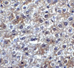 SMURF2 Antibody - BSA Free, Novus Biologicals 0.1 mg | Buy Online | Novus Biologicals | Fisher Scientific