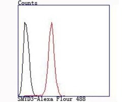 SMYD3 Rabbit anti-Human, Mouse, Rat, Clone: JM73-63, Novus Biologicals