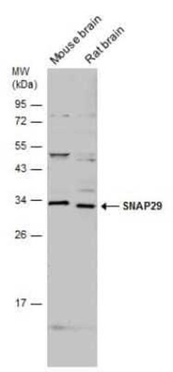 SNAP29 Antibody, Novus Biologicals 100 &mu;g; Unconjugated:Antibodies,