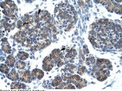 SNAP43 Antibody, Novus Biologicals 100 &mu;L; Unconjugated:Antibodies,