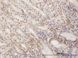 SNAPC4 Antibody (1D1), Novus Biologicals 0.1 mg | Buy Online | Novus Biologicals | Fisher Scientific