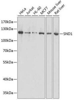 SND1 Antibody - BSA Free, Novus Biologicals 0.1 mL; Unconjugated:Antibodies,