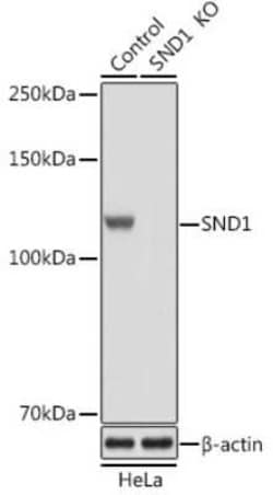 SND1 Antibody - BSA Free, Novus Biologicals 0.1 mL; Unconjugated:Antibodies,