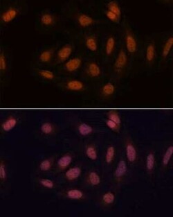 SNIP1 Antibody - Azide and BSA Free, Novus Biologicals:Antibodies:Primary