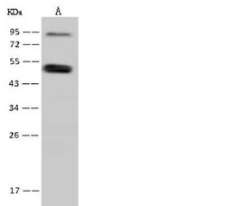 SNIP1 Antibody, Novus Biologicals 50 &mu;g, Unconjugated:Antibodies, Polyclonal