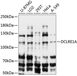 SNM1 Antibody - Azide and BSA Free, Novus Biologicals 0.02 mL | Buy Online | Novus Biologicals | Fisher Scientific