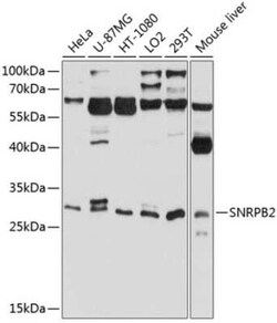 SNRPB2 Antibody - BSA Free, Novus Biologicals:Antibodies:Primary Antibodies