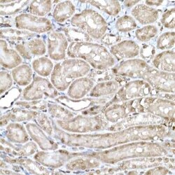 SNRPD1 Antibody - Azide and BSA Free, Novus Biologicals:Antibodies:Primary