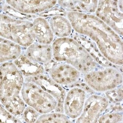 SNRPD1 Antibody - Azide and BSA Free, Novus Biologicals:Antibodies:Primary