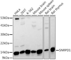 SNRPD1 Antibody - Azide and BSA Free, Novus Biologicals:Antibodies:Primary