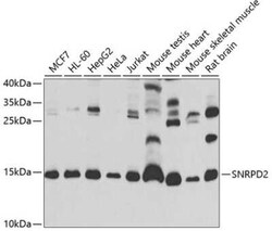 SNRPD2 Antibody - BSA Free, Novus Biologicals:Antibodies:Primary Antibodies