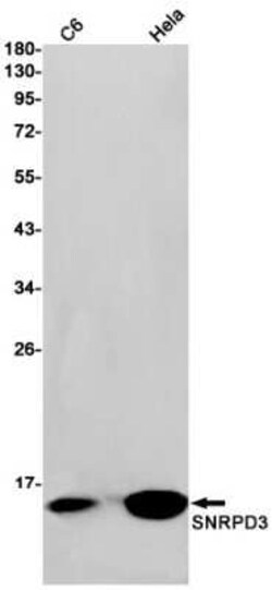 SNRPD3 Rabbit anti-Human, Clone: S09-8I7, Novus Biologicals™