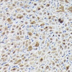 SNRPE Antibody - BSA Free, Novus Biologicals 0.02 mL; Unconjugated:Antibodies,