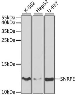 SNRPE Antibody - BSA Free, Novus Biologicals 0.02 mL; Unconjugated:Antibodies,