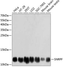 SNRPF Antibody - Azide and BSA Free, Novus Biologicals 0.1 mL | Buy Online | Novus Biologicals | Fisher Scientific
