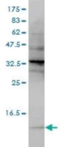SNRPG Antibody (2H8-1C12), Novus Biologicals 0.1 mg | Buy Online | Novus Biologicals | Fisher Scientific