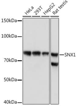 SNX1 Rabbit anti-Human, Rat, Clone: 8G8Z2, Novus Biologicals 20 &mu;g | Buy Online | Novus Biologicals | Fisher Scientific