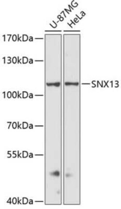 SNX13 Antibody - Azide and BSA Free, Novus Biologicals 0.02 mL, Unconjugated:Antibodies,