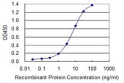 SNX16 Antibody (1E9), Novus Biologicals 0.1 mg; Unconjugated:Antibodies,