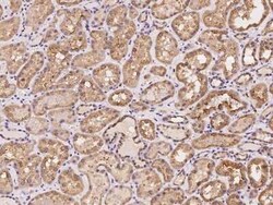 SNX21 Antibody, Novus Biologicals:Antibodies:Primary Antibodies