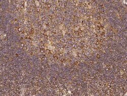 SNX21 Antibody, Novus Biologicals:Antibodies:Primary Antibodies