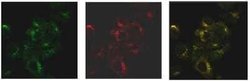 SNX27 Antibody (1C6), Novus Biologicals 100 &mu;g; Unconjugated:Antibodies,