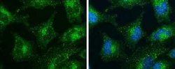 SNX27 Antibody (1C6), Novus Biologicals 100 &mu;g; Unconjugated:Antibodies,