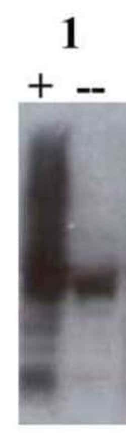 SNX27 Antibody (1C6), Novus Biologicals 100 &mu;g; Unconjugated:Antibodies,