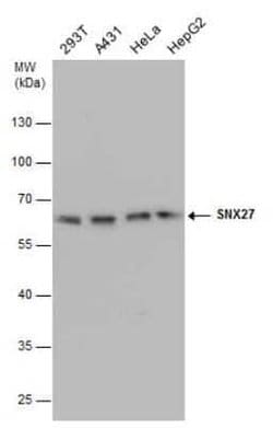 SNX27 Antibody (1C6), Novus Biologicals 100 &mu;g; Unconjugated:Antibodies,
