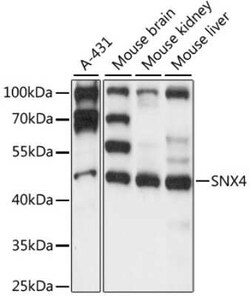 SNX4 Antibody - Azide and BSA Free, Novus Biologicals:Antibodies:Primary